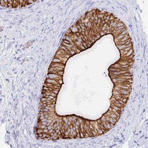 Anti-CLDN8 antibody produced in rabbit 