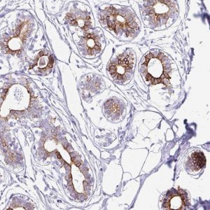 Anti-CLDND2 antibody produced in rabbit 