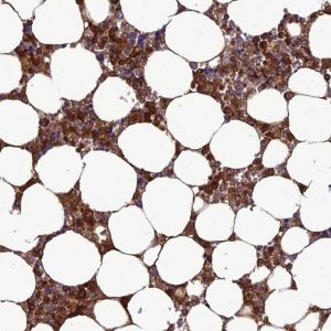 Anti-CLEC11A antibody produced in rabbit 