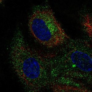 Anti-CLEC14A antibody produced in rabbit 