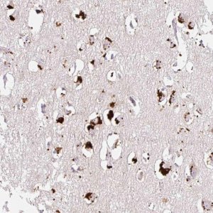Anti-CLEC3A antibody produced in rabbit 