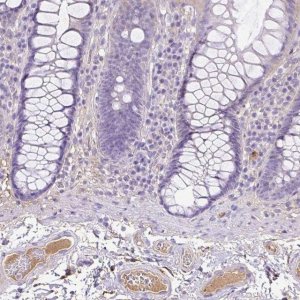 Anti-CLEC3B antibody produced in rabbit 