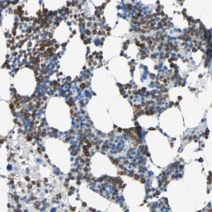 Anti-CLEC4A antibody produced in rabbit 
