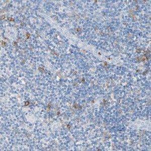 Anti-CLEC4A antibody produced in rabbit 