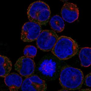 Anti-CLEC5A antibody produced in rabbit 
