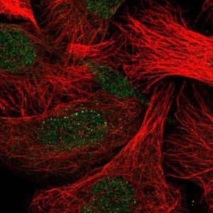 Anti-CLEC7A antibody produced in rabbit HPA050229-100UL