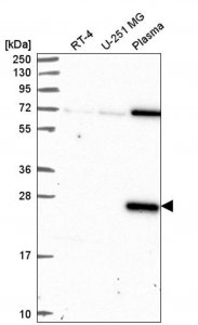Anti-CLEC7A antibody produced in rabbit HPA050229-100UL