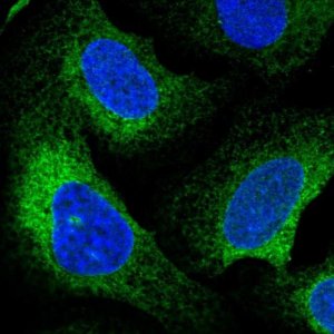 Anti-CLGN antibody produced in rabbit 