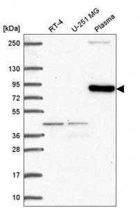Anti-CLIP4 antibody produced in rabbit 
