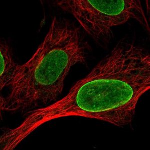 Anti-CLK1 antibody produced in rabbit 
