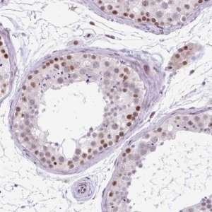 Anti-CLK2 antibody produced in rabbit HPA055366-100UL