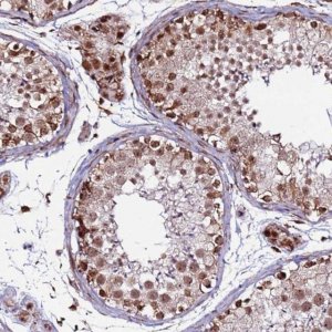 Anti-CLK3 antibody produced in rabbit 