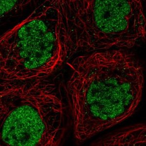Anti-CLK3 antibody produced in rabbit 