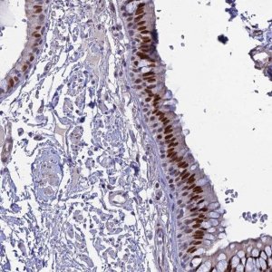 Anti-CLK4 antibody produced in rabbit 