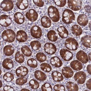 Anti-CLNS1A antibody produced in rabbit 