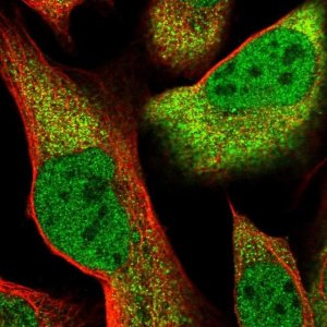 Anti-CLNS1A antibody produced in rabbit 