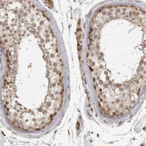 Anti-CLOCK antibody produced in rabbit 