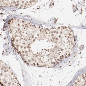 Anti-CLOCK antibody produced in rabbit HPA001867-100UL