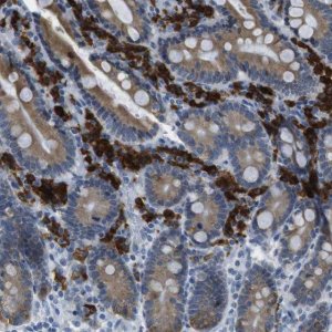 Anti-CLPTM1L antibody produced in rabbit 
