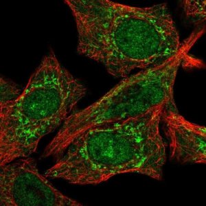 Anti-CLPX antibody produced in rabbit 