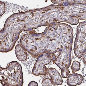 Anti-CLTC antibody produced in rabbit 