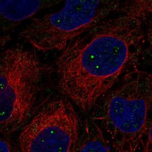 Anti-CLUH antibody produced in rabbit 