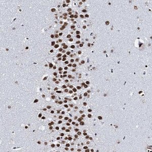 Anti-CMAS antibody produced in rabbit 