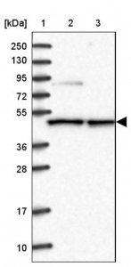 Anti-CMAS antibody produced in rabbit 
