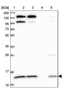 Anti-CMC1 antibody produced in rabbit 