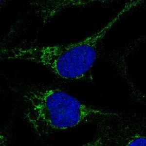 Anti-CMC4 antibody produced in rabbit 