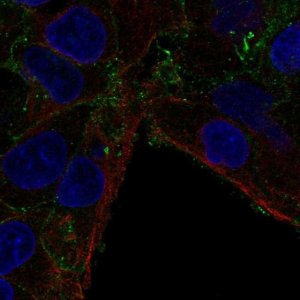 Anti-CMTM7 antibody produced in rabbit 