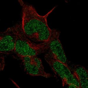 Anti-CMTM8 antibody produced in rabbit 