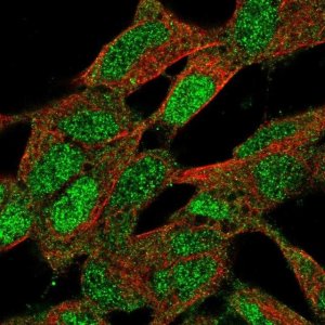 Anti-CNBP antibody produced in rabbit 
