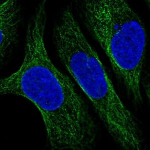 Anti-CNFN antibody produced in rabbit 