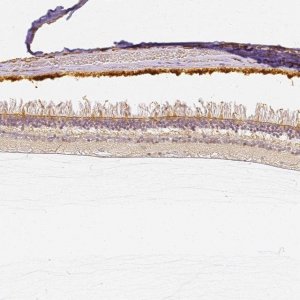 Anti-CNGB3 antibody produced in rabbit 