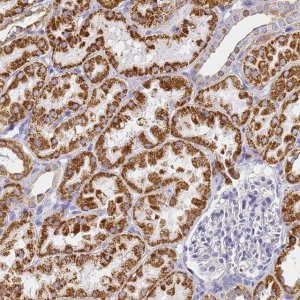 Anti-CNIH4 antibody produced in rabbit 
