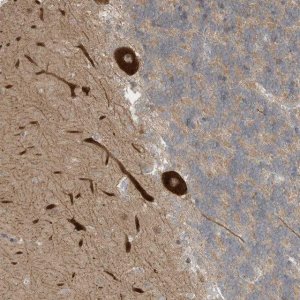 Anti-CNKSR1 antibody produced in rabbit 