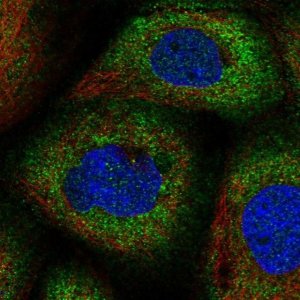 Anti-CNKSR1 antibody produced in rabbit 