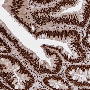 Anti-CNKSR3 antibody produced in rabbit 