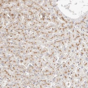 Anti-CNMD antibody produced in rabbit 