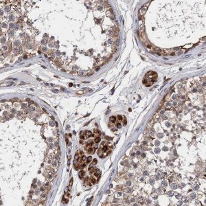 Anti-CNNM1 antibody produced in rabbit 