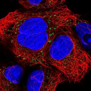 Anti-CNNM2 antibody produced in rabbit HPA059954-100UL