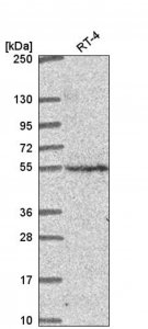 Anti-CNNM2 antibody produced in rabbit HPA059954-100UL