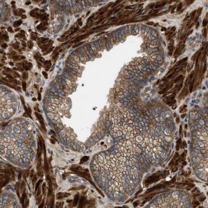 Anti-CNNM3 antibody produced in rabbit 