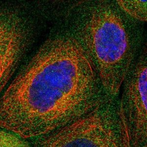 Anti-CNNM3 antibody produced in rabbit 