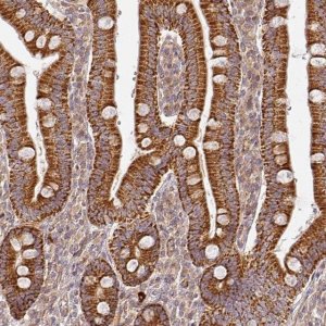 Anti-CNOT1 antibody produced in rabbit 