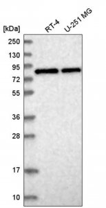 Anti-CNOT10 antibody produced in rabbit 