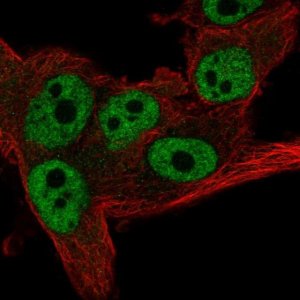 Anti-CNOT11 antibody produced in rabbit HPA069823-100UL