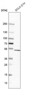 Anti-CNOT11 antibody produced in rabbit HPA069823-100UL