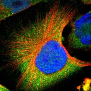 Anti-CNOT3 antibody produced in rabbit HPA006408-100UL